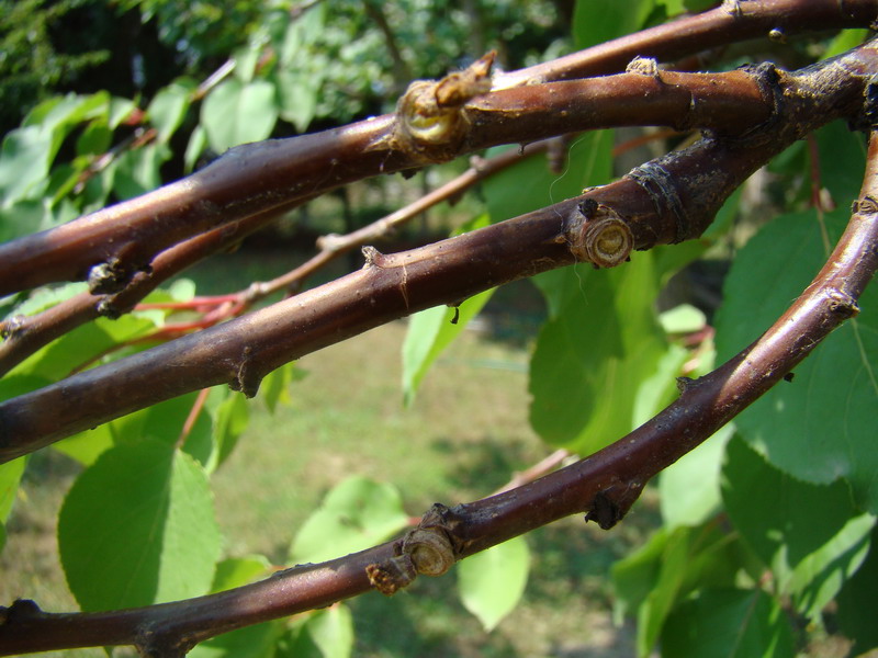 Sviluppo vegetale dell'' albicocco Prunus armeniaca